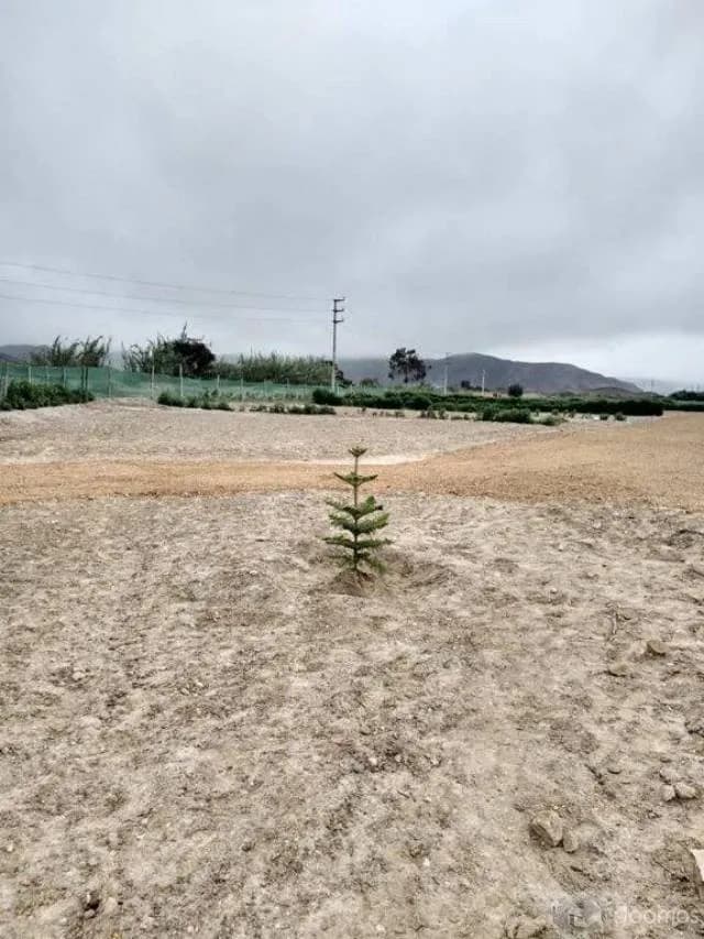 SE VENDEN LOTES EN STA ROSA DE ASIA CAÑETE — foto 2