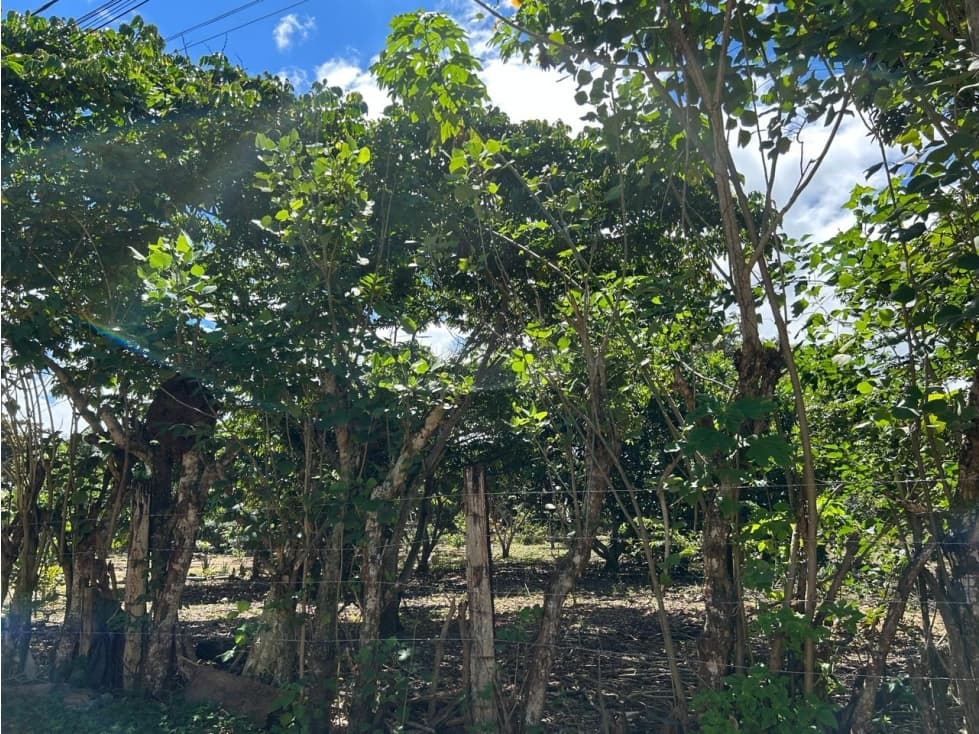 Terreno de 2,600 m² de naturaleza y tranquilidad — foto 2