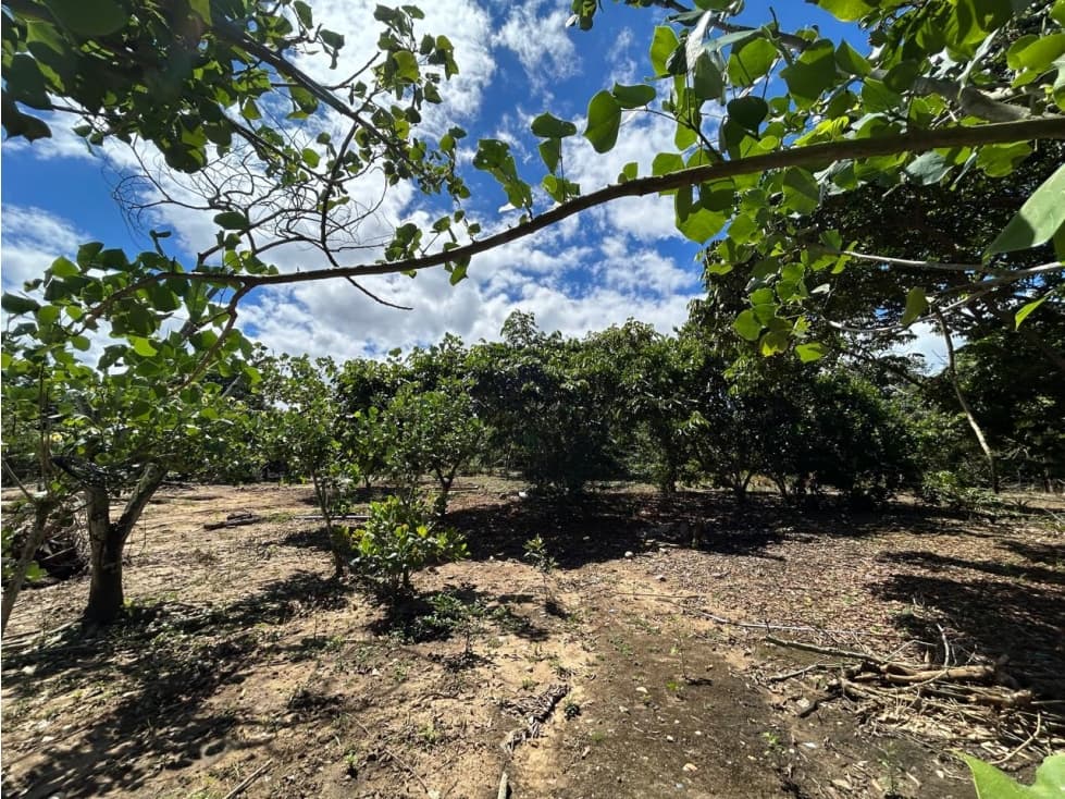 Terreno de 2,600 m² de naturaleza y tranquilidad — foto 5