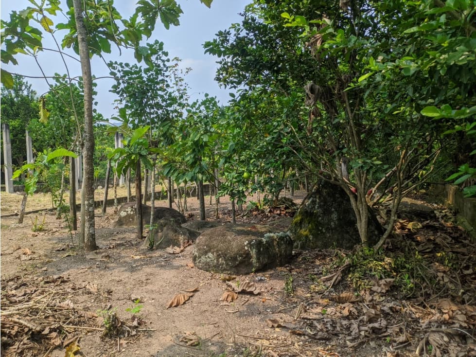 LOTE CON FRUTALES - SAN ANTONIO DE CUMBAZA — foto 2