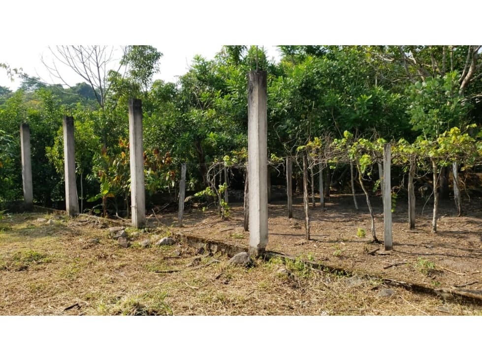 LOTE CON FRUTALES - SAN ANTONIO DE CUMBAZA — foto 4